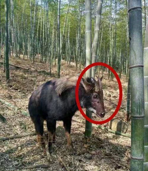 四不像正版 正版四不像，四不像正版书籍介绍，正版四不像书籍阅读分享